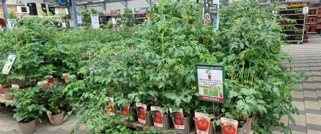 Les plants potagers de la Jardinerie des 3 fronti&egrave;res