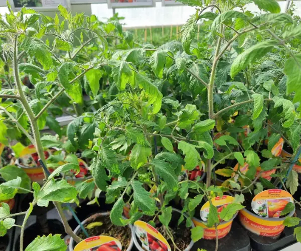 Plants de tomates de la Jardinerie des 2 vall&eacute;es