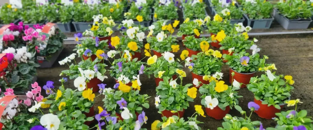 Les plantes de la Jardinerie de l'Ill