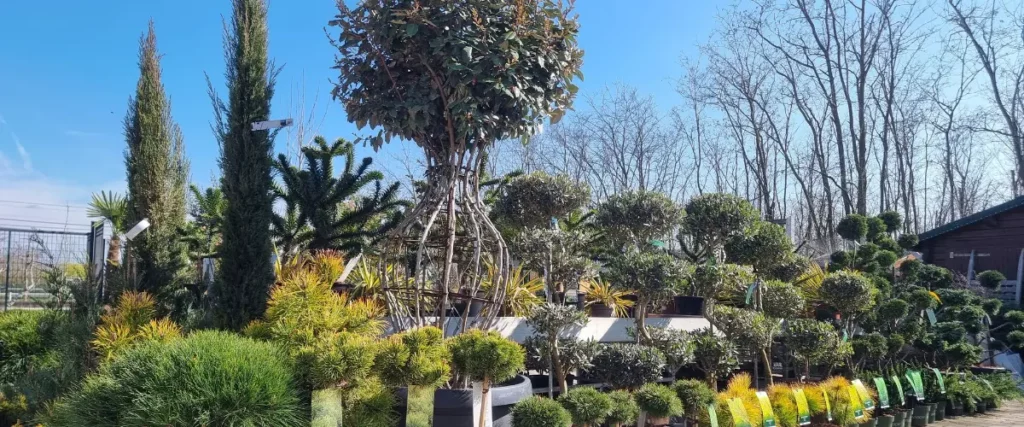 V&eacute;g&eacute;taux de p&eacute;pini&egrave;re de la Jardinerie des 2 vall&eacute;es