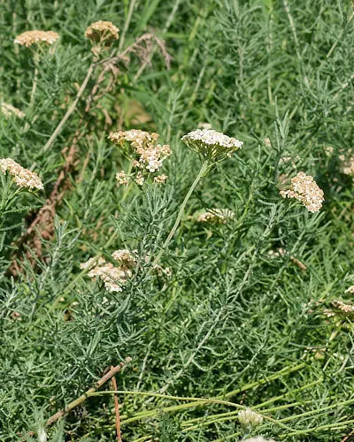 Achillee crithmifolia