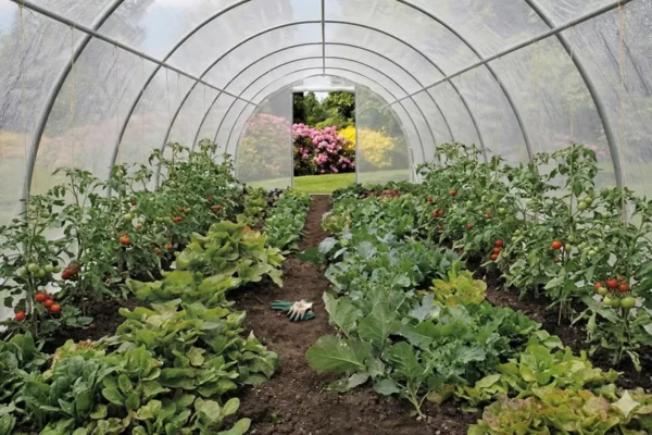 Comparaison serres de jardin et solutions de forçage