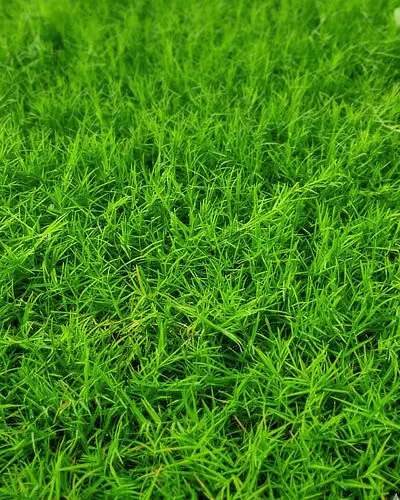 Cynodon Santa Ana, une des plantes alternatives au gazon