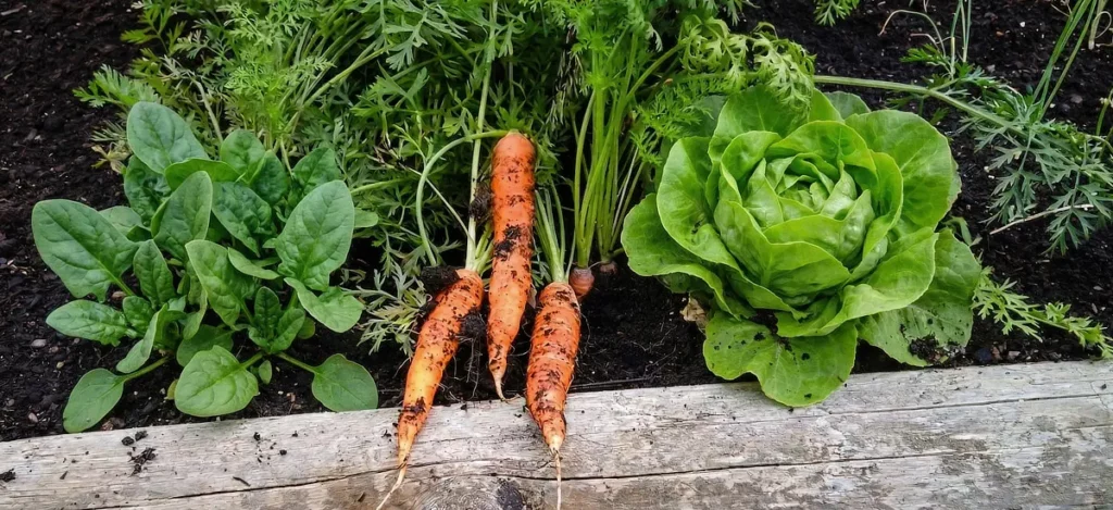 Les l&eacute;gumes qu'on peut cultiver dans un potager sur&eacute;lev&eacute;