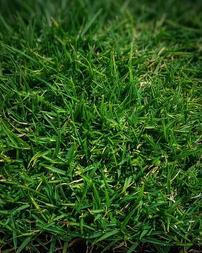 Zoysia tenuifolia une des plantes alternatives au gazon