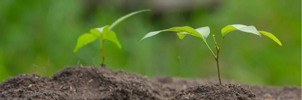 Analyser son sol avant de cultiver un potager