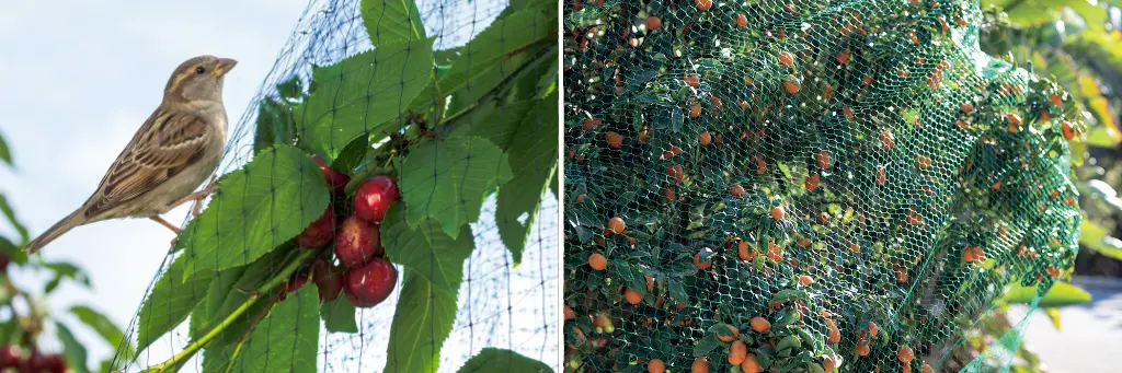 Filet anti-oiseaux, une solution de biocontr&ocirc;le