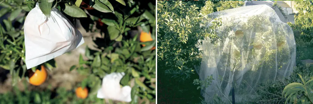 Housses &agrave; fruit Fruitsac et Filet Protecfruit