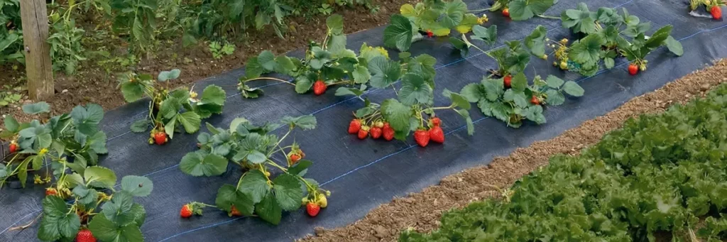 Toile de paillage sp&eacute;cial fraisiers de Nortene