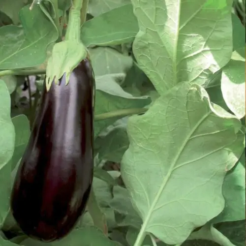 Aubergine Millar longue