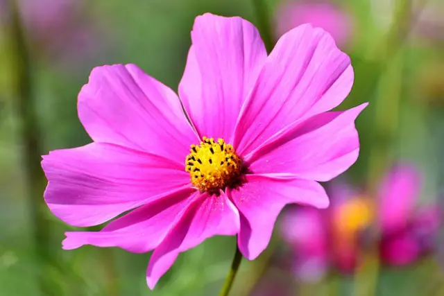Le cosmos au potager