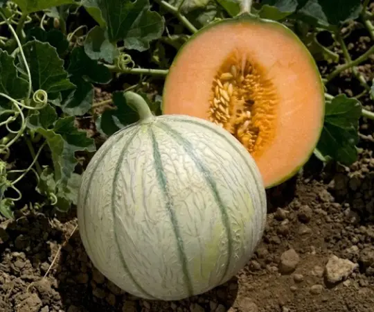 Melon Anasta