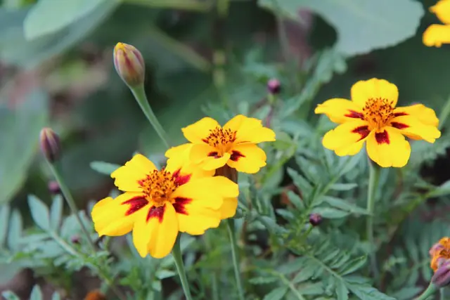 L'oeillet d'Inde comme fleur au potager