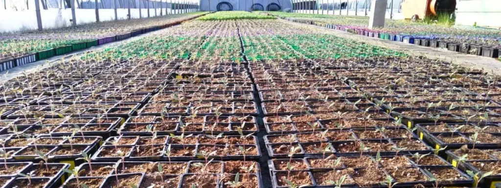 Les plants potagers Ferri&egrave;re Fleurs