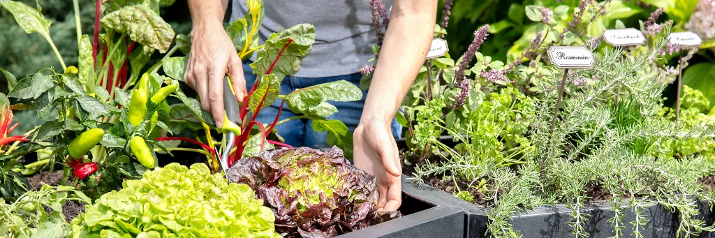 Que cultiver dans un carr&eacute; potager