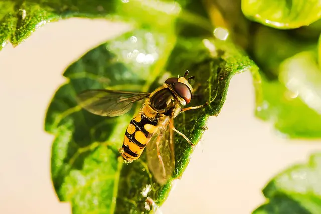 Le syrphe, un pr&eacute;dateur des ravageurs du potager