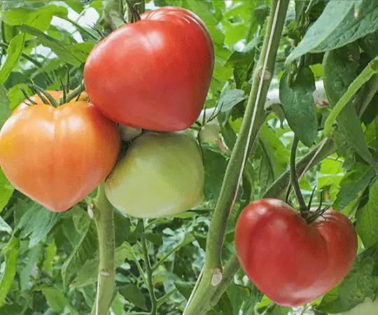 Tomate Diamandia de la s&eacute;lection Ferri&egrave;re Fleurs