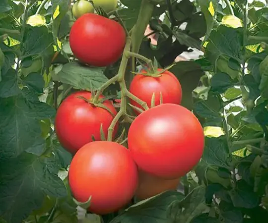 Tomate Paoline