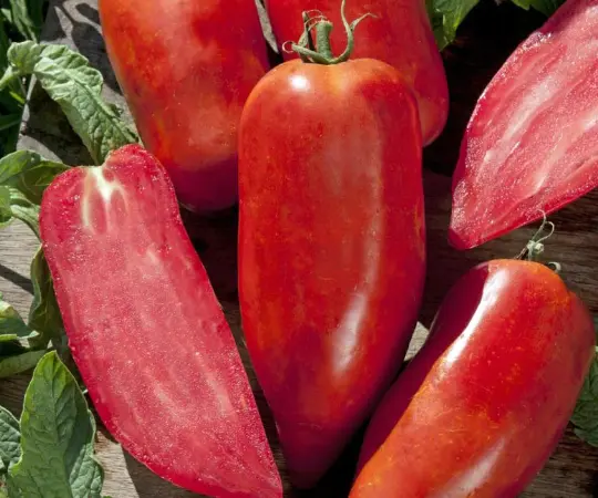 Tomate Bellandine de la s&eacute;lection Ferri&egrave;re Fleurs