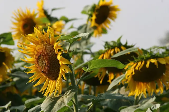 Le tournesol au potager