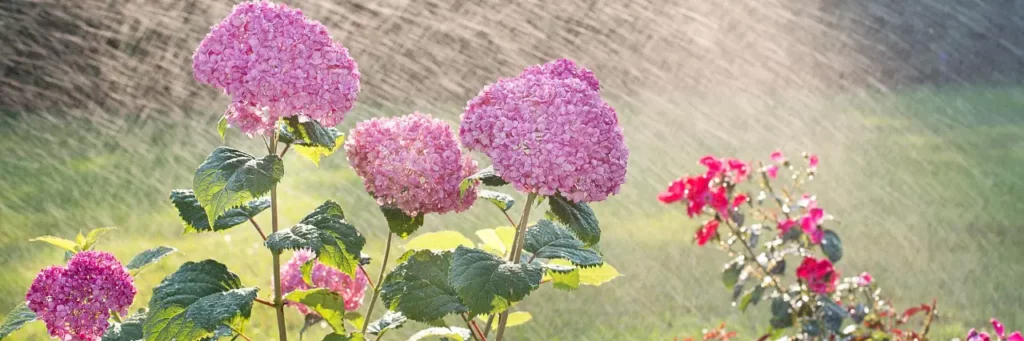 Arroser ses plantes avec l'eau de pluie