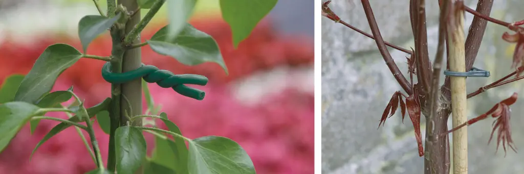 Attaches pour tuteurer ses plantes