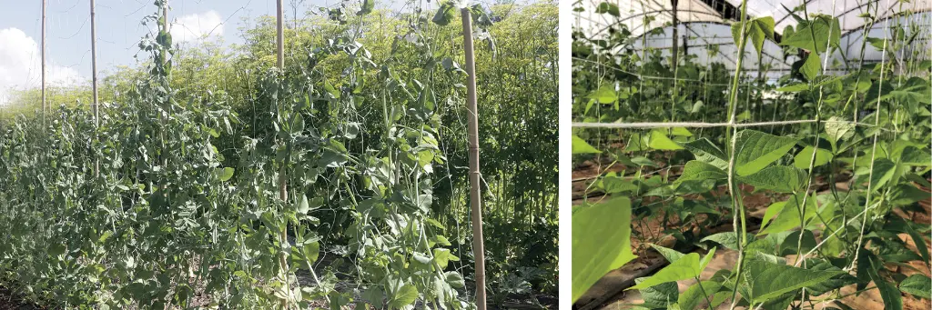 Tuteurer ses plantes