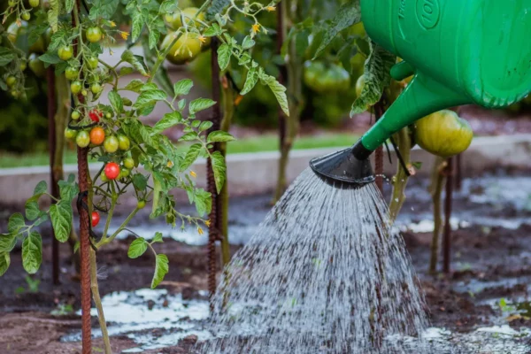 Récupérer l'eau de pluie
