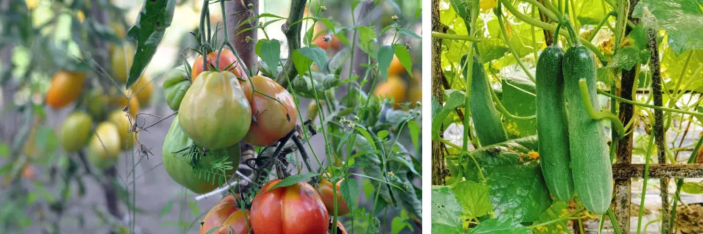 Tuteurer ses plantes pour un potager sain