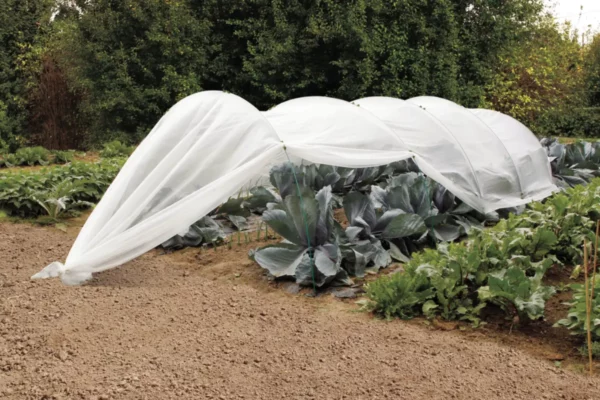 Protégez vos plantes en été