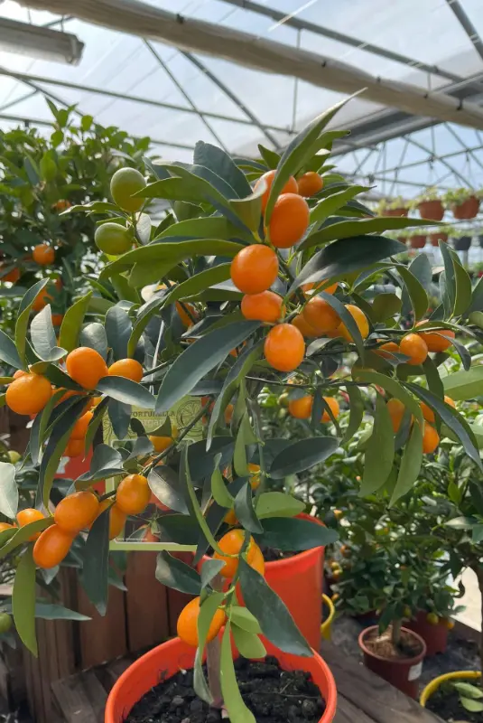 Les arbres fruitiers des Serres du Manoir