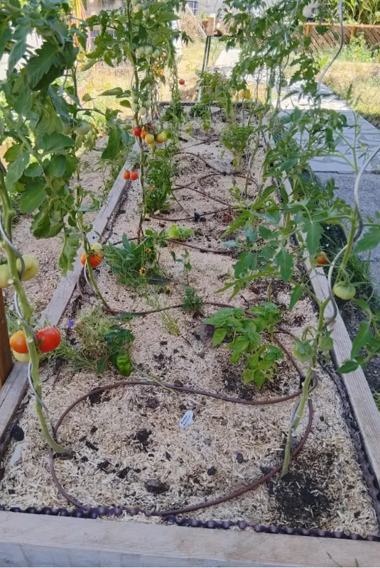 Les bacs en permaculture de L'Atelier de LaRustine