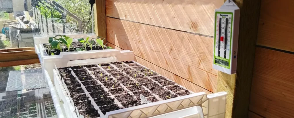 Culture des plants potagers bio de L'Atelier de LaRustine