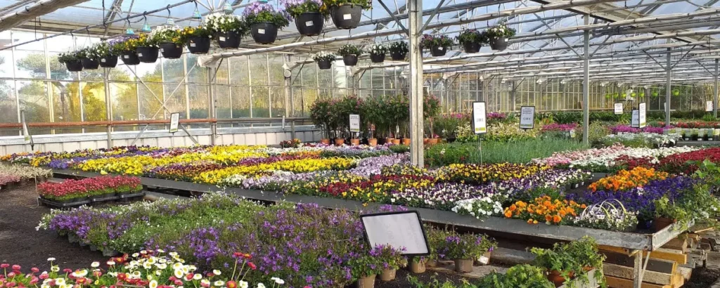 Les fleurs de saison de la jardinerie Les Serres du Manoir