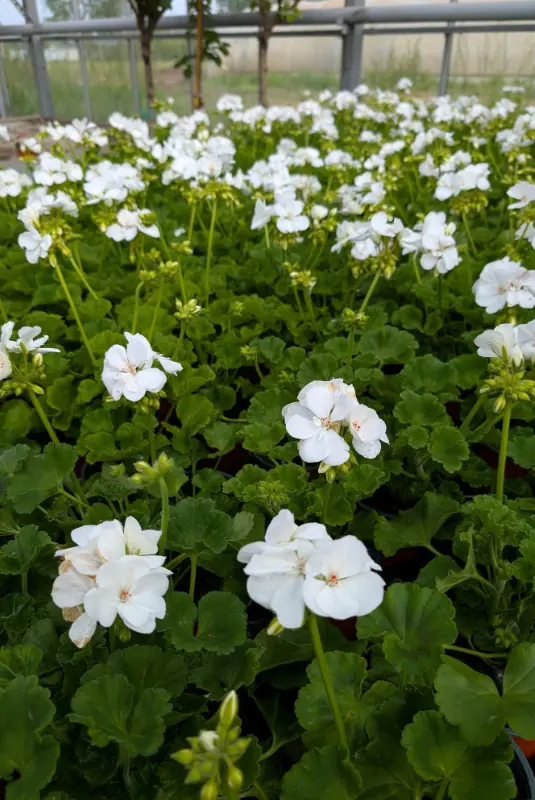 Les géraniums de la jardinerie Les Serres du Manoir