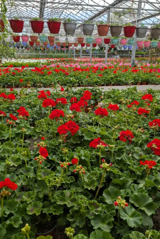 Le marché aux fleurs de la jardinerie Les Serres du Manoir