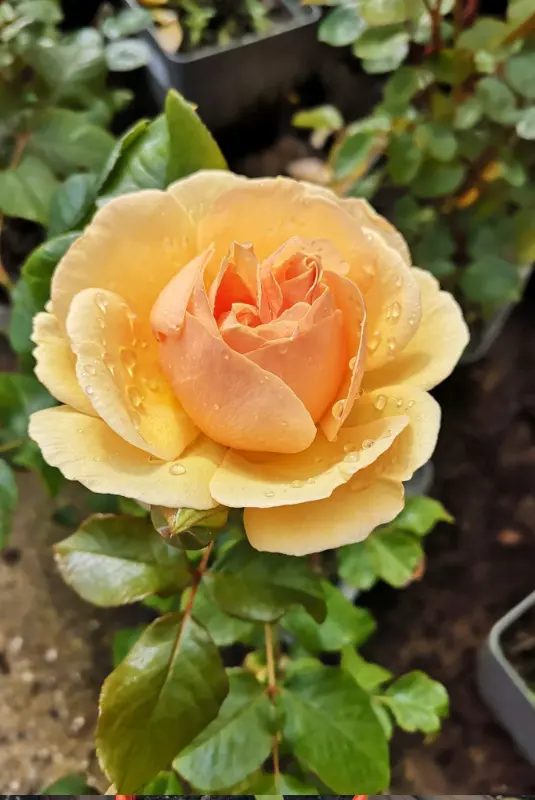 Les rosiers des Serres du Manoir