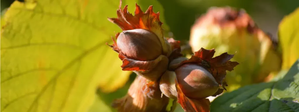 Les noisettes à récolter en automne
